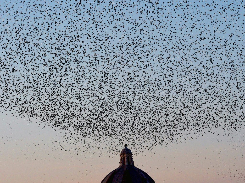 Starlings over Rome